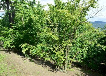 Foto 32 - Rustico località castella, Cortemilia - foto 32