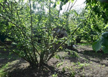 Foto 44 - Rustico località castella, Cortemilia - foto 44