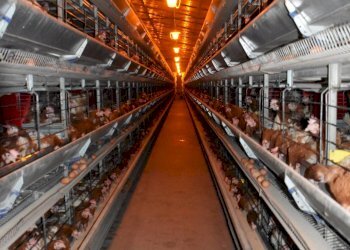 Foto 11 - Capannone Spigno Monferrato - foto 11