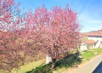 Foto 7 - Villa a Schiera Sale delle Langhe - foto 7