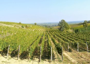 vigneto e panorama - Rustico Loc Pissarotta
 
1, Strevi - foto 76