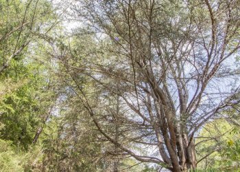 Foto 55 - Villa località poggiolo
 
25, Castelletto Uzzone - foto 55