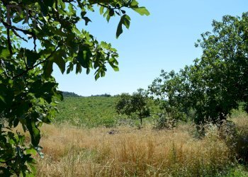 Foto 53 - Rustic strada vaglio serra
 
258, Vaglio Serra - photo 53