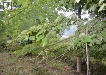 Foto 47 - Rustic LOC. Gisuole, Gorzegno - photo 47