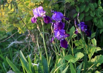 Foto 54 - Villa Pieve
 
172, Ponzone - foto 53