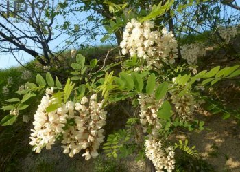 Foto 55 - Villa Pieve
 
172, Ponzone - foto 54