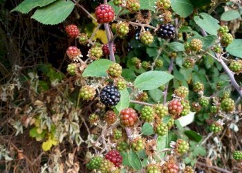 Foto 56 - Villa Pieve
 
172, Ponzone - foto 55