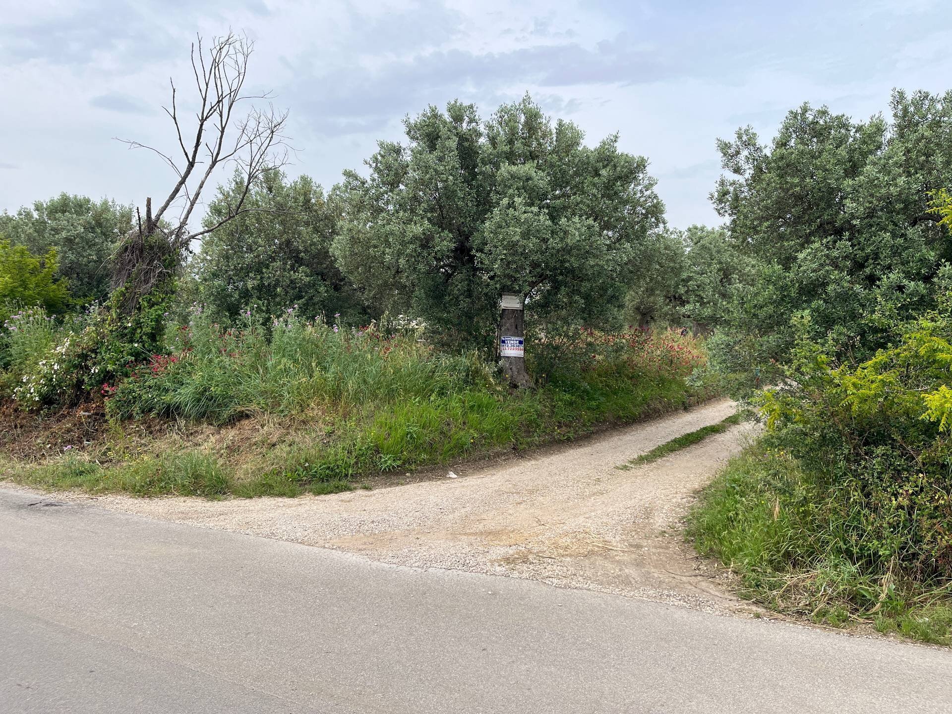 Foto 1 - Terreno agricolo VIA SAN ROCCO, Vasto - foto 1