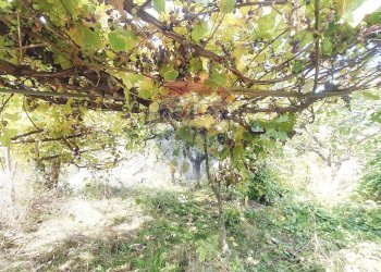 Giardino - Terreno edificabile strada provinciale 453
144, Ortovero - foto 15