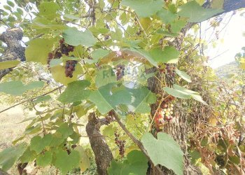 Giardino - Terreno edificabile strada provinciale 453
144, Ortovero - foto 27