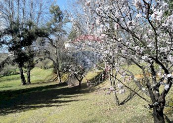 Giardino - Casa indipendente Molazzana - foto 7