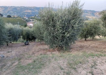 Foto 5 - Rustico Contrada Paterno, Acquaviva Picena - foto 5