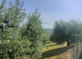 Foto 26 - Rustico Contrada Paterno, Acquaviva Picena - foto 26