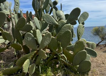 Foto 52 - Casa indipendente Strada Provinciale 182
 
snc, Santa Marina Salina - foto 46