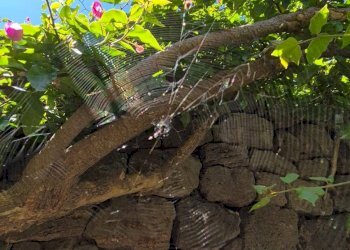 Foto 42 - Villa Kania
 
97, Pantelleria - foto 42