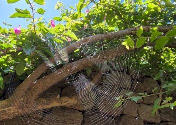 Foto 48 - Villa Kania
 
97, Pantelleria - foto 48