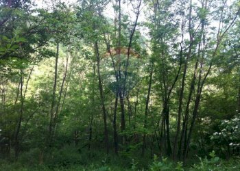 Giardino - Rustico Sp 109 Pellegrino Parmense
 
00, Pellegrino Parmense - foto 27