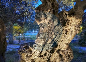 Foto 9 - Agriturismo S.C. 26, Traversa strada comunale Lamapecora, Fasano - foto 9