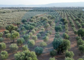 Foto 35 - Agriturismo S.C. 26, Traversa strada comunale Lamapecora, Fasano - foto 35