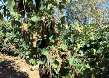 Foto 30 - Casa semi indipendente contrada magnola
 
6, Ripatransone - foto 30