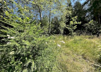 Foto 11 - Terreno agricolo Plagna, Collio - foto 11