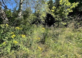 Foto 12 - Terreno agricolo Plagna, Collio - foto 12