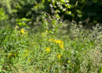 Foto 13 - Terreno agricolo Plagna, Collio - foto 13