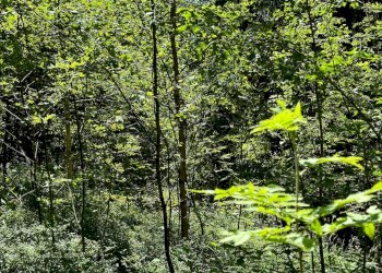 Foto 15 - Terreno agricolo Plagna, Collio - foto 15