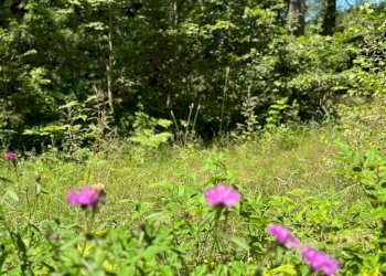 Foto 23 - Terreno agricolo Plagna, Collio - foto 23