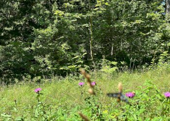 Foto 24 - Terreno agricolo Plagna, Collio - foto 24