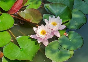 LAGHETTO - Casa indipendente Regione Molli
 
50, Melazzo - foto 14