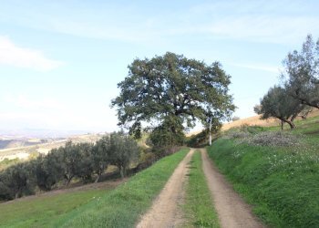 Foto 6 - Terreno agricolo Bellante - foto 6