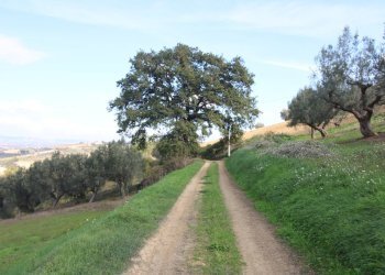 Foto 7 - Terreno agricolo Bellante - foto 7