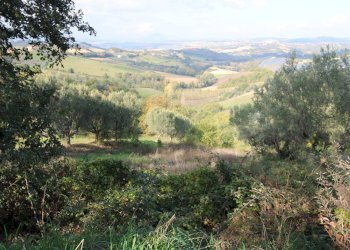 Foto 9 - Terreno agricolo Bellante - foto 9