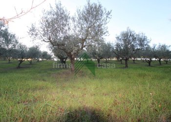 Foto 9 - Terreno agricolo Bellante - foto 9