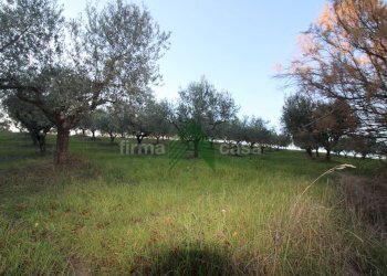 Foto 10 - Terreno agricolo Bellante - foto 10