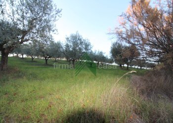 Foto 11 - Terreno agricolo Bellante - foto 11