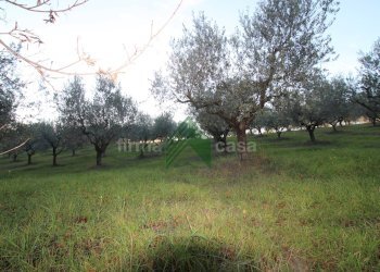 Foto 12 - Terreno agricolo Bellante - foto 12