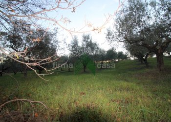 Foto 13 - Terreno agricolo Bellante - foto 13