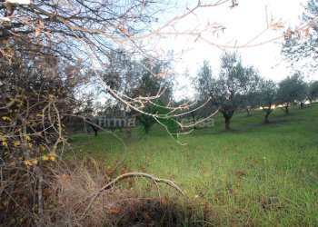 Foto 14 - Terreno agricolo Bellante - foto 14