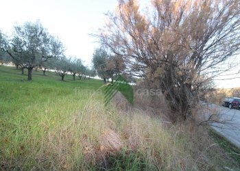 Foto 15 - Terreno agricolo Bellante - foto 15