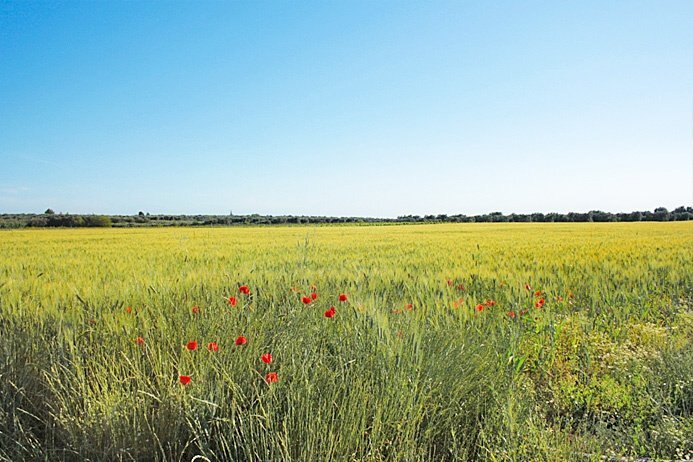 tenuta vitivinicola - Azienda agricola Latiano - foto 2