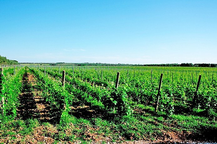 tenuta vitivinicola - Azienda agricola Latiano - foto 3