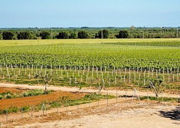 tenuta vitivinicola - Azienda agricola Latiano - foto 1