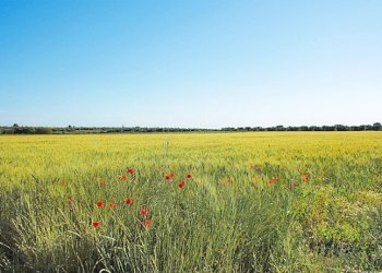 tenuta vitivinicola - Azienda agricola Latiano - foto 2