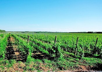 tenuta vitivinicola - Azienda agricola Latiano - foto 3