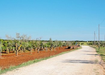 tenuta vitivinicola - Azienda agricola Latiano - foto 4