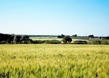 tenuta vitivinicola - Azienda agricola Latiano - foto 5