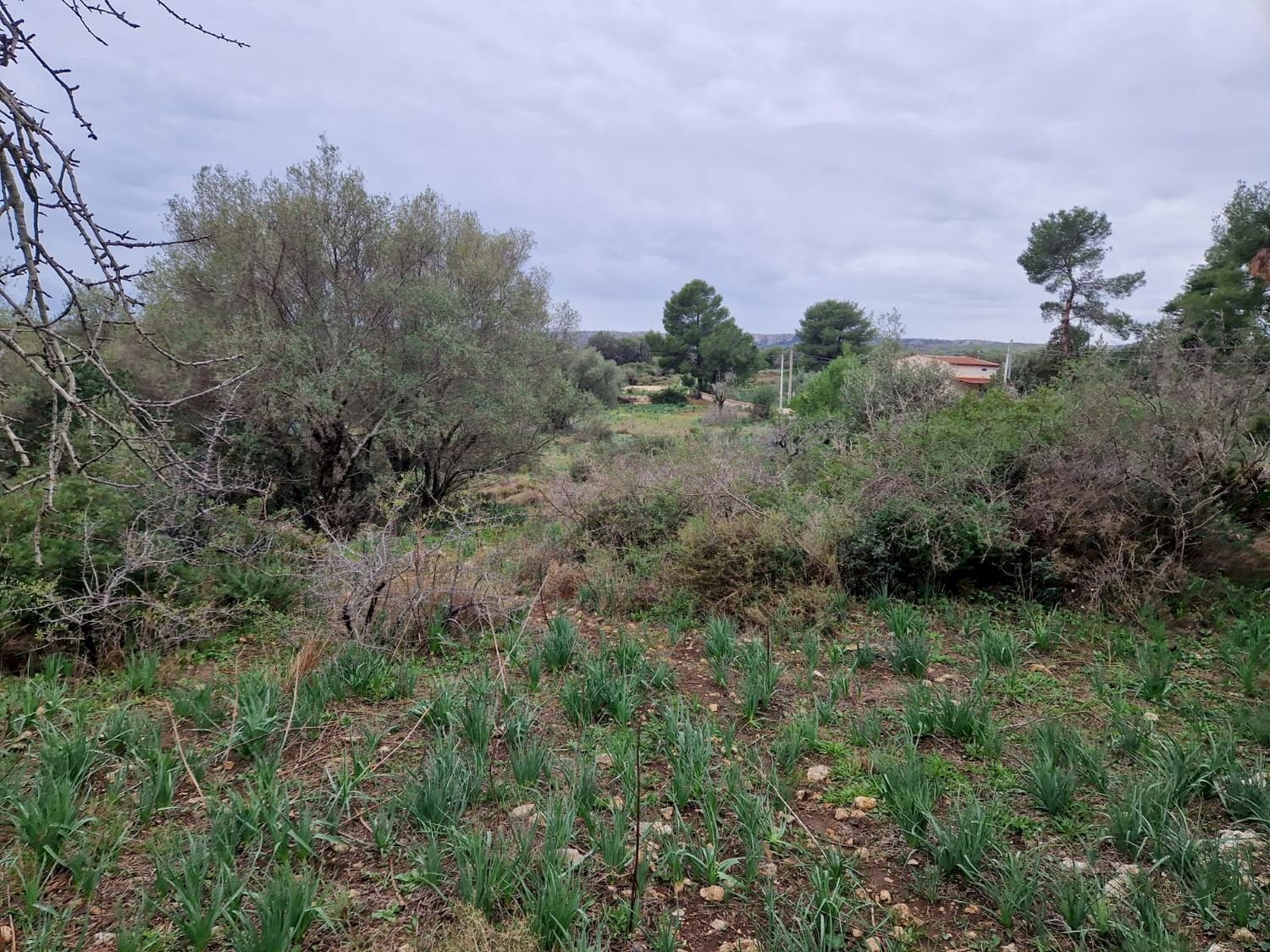 giardino - Rustico Cugni Stallaini, Noto - foto 3