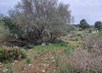giardino - Rustico Cugni Stallaini, Noto - foto 7